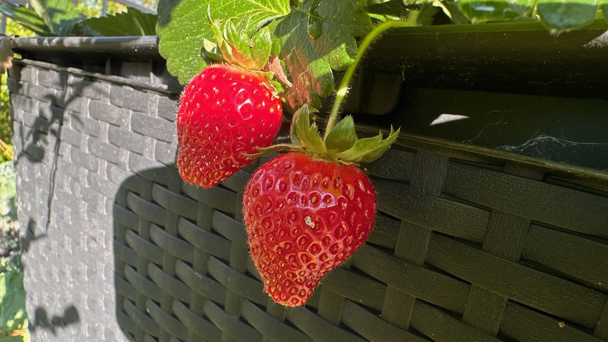 Strawberries.JPG
