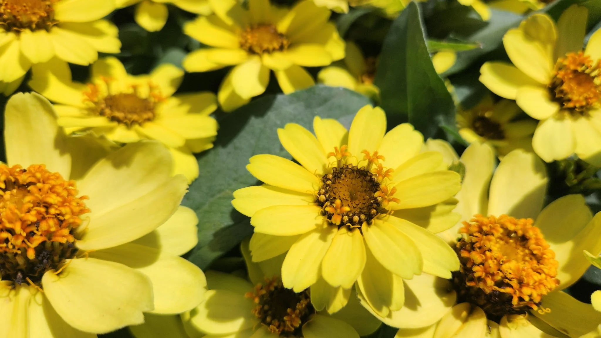 Close-up of yellow flowers with dark centers and green leaves.