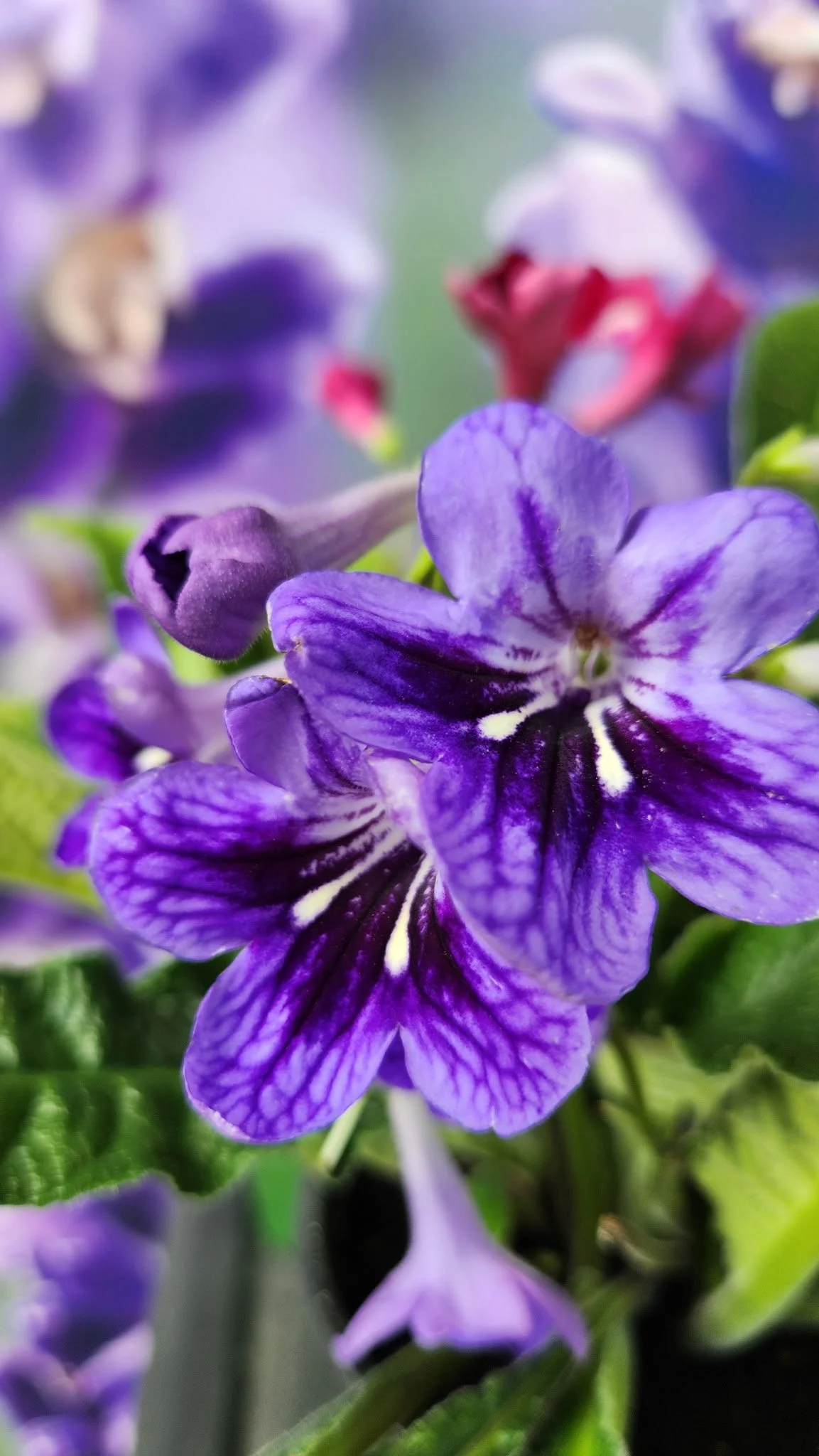 Close-up of a purple and violet flower with green leaves in the background.