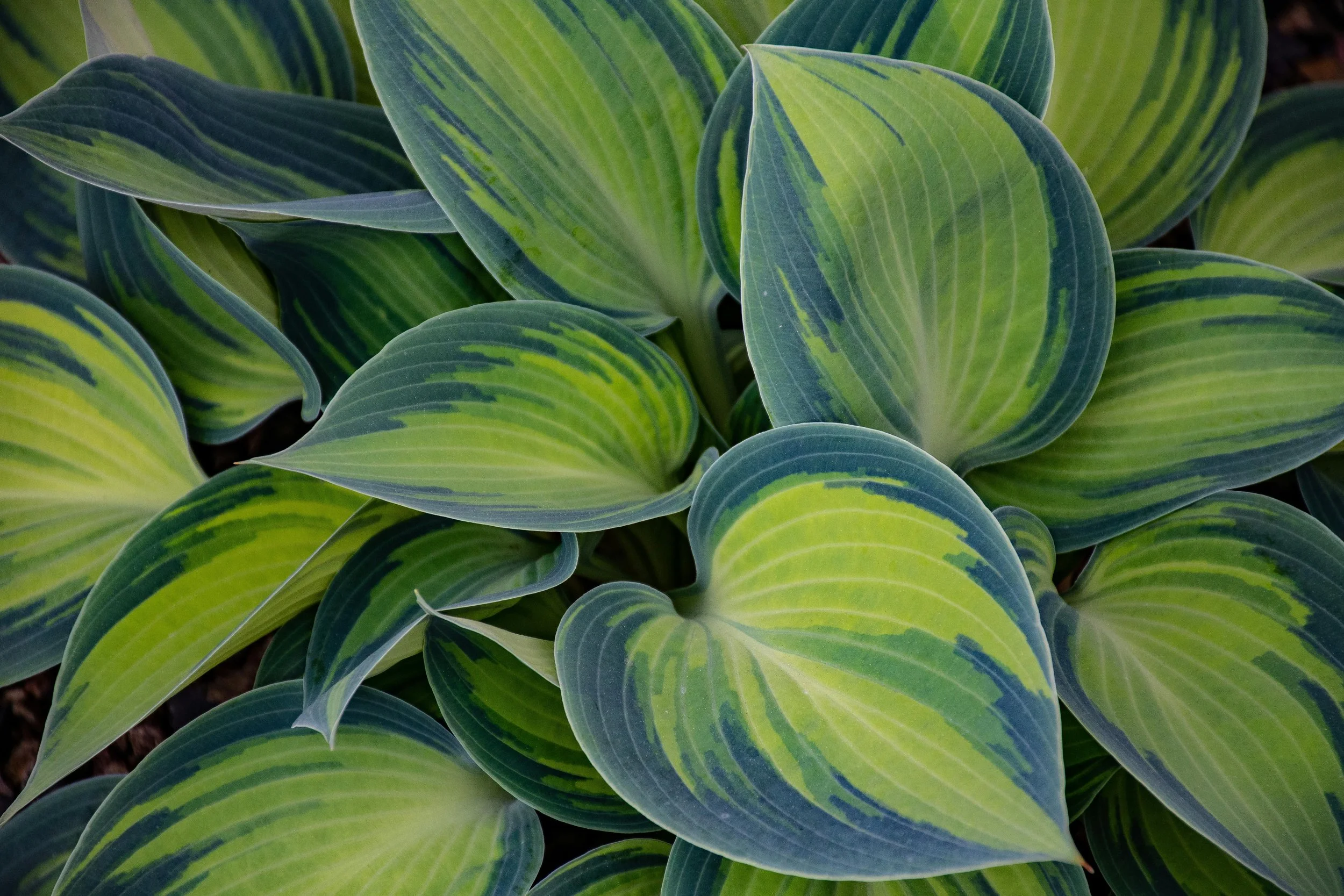 Close-up of green and yellow variegated hosta plant leaves.