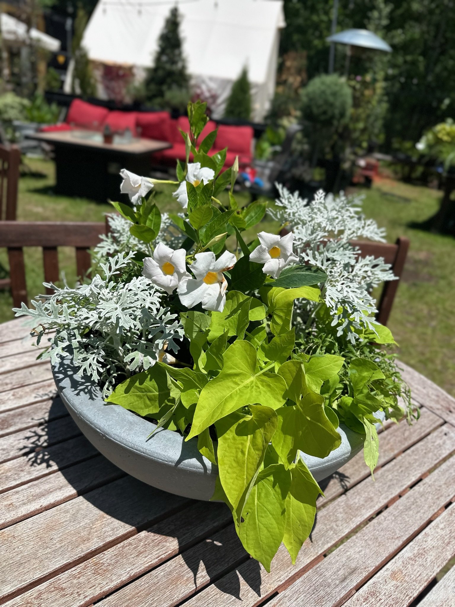 Potted flowering plant with white flowers and green leaves on a wooden table in a backyard garden.