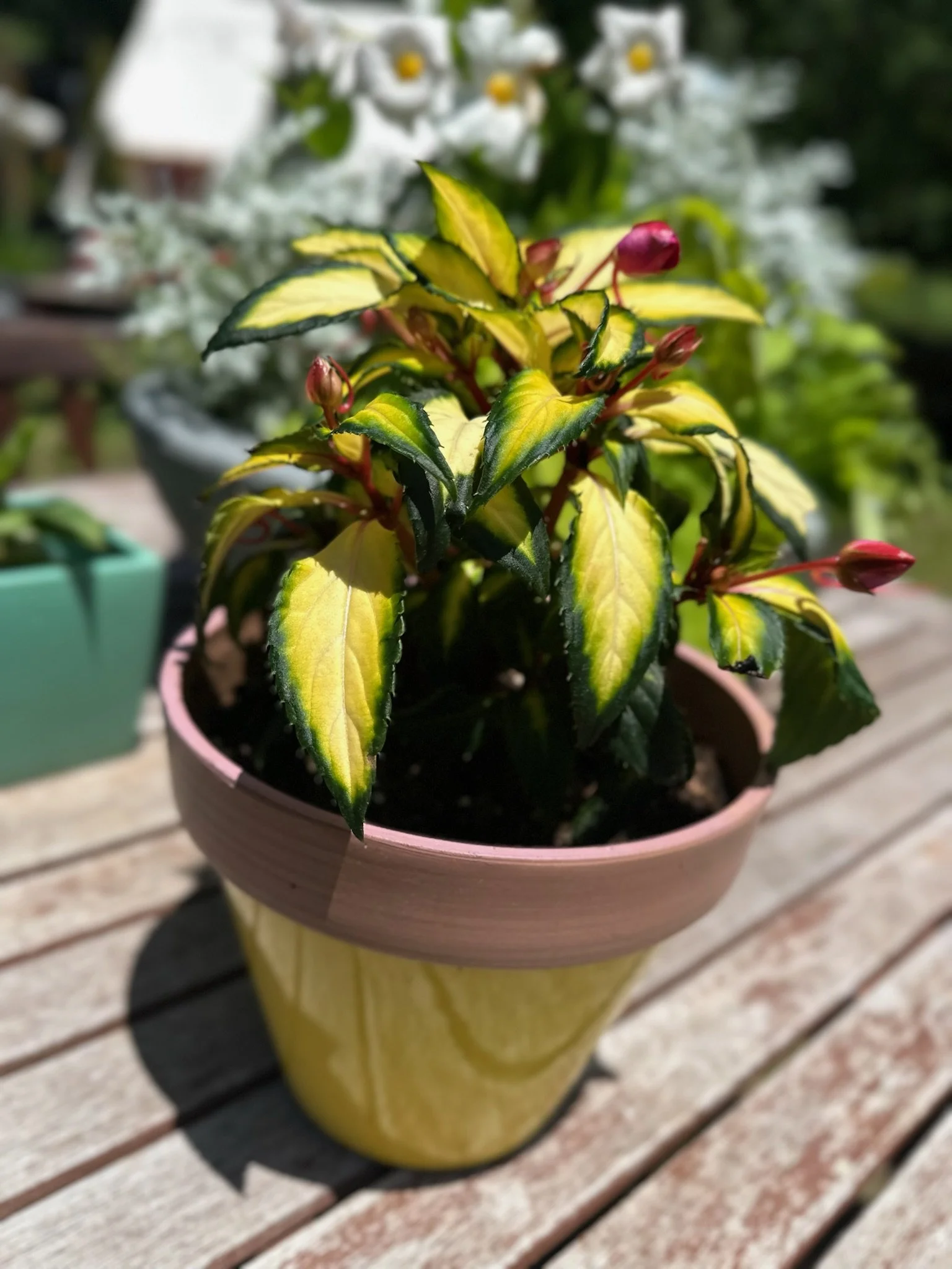 A potted plant with yellow and green variegated leaves and pink buds on a wooden table outdoors.