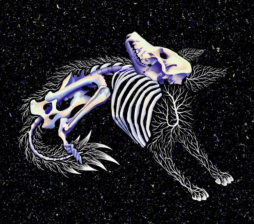 coyote.jpg