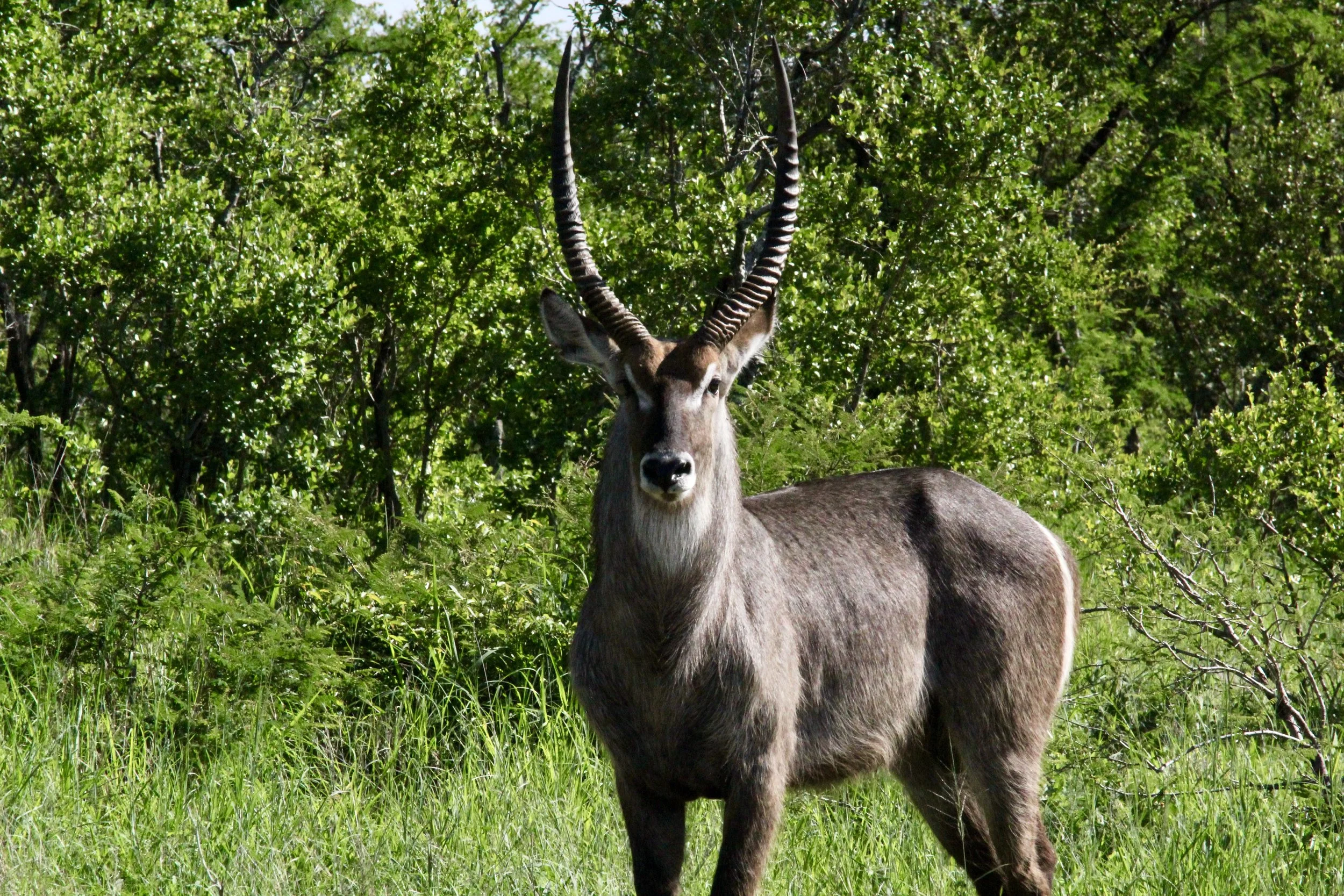 Kudu