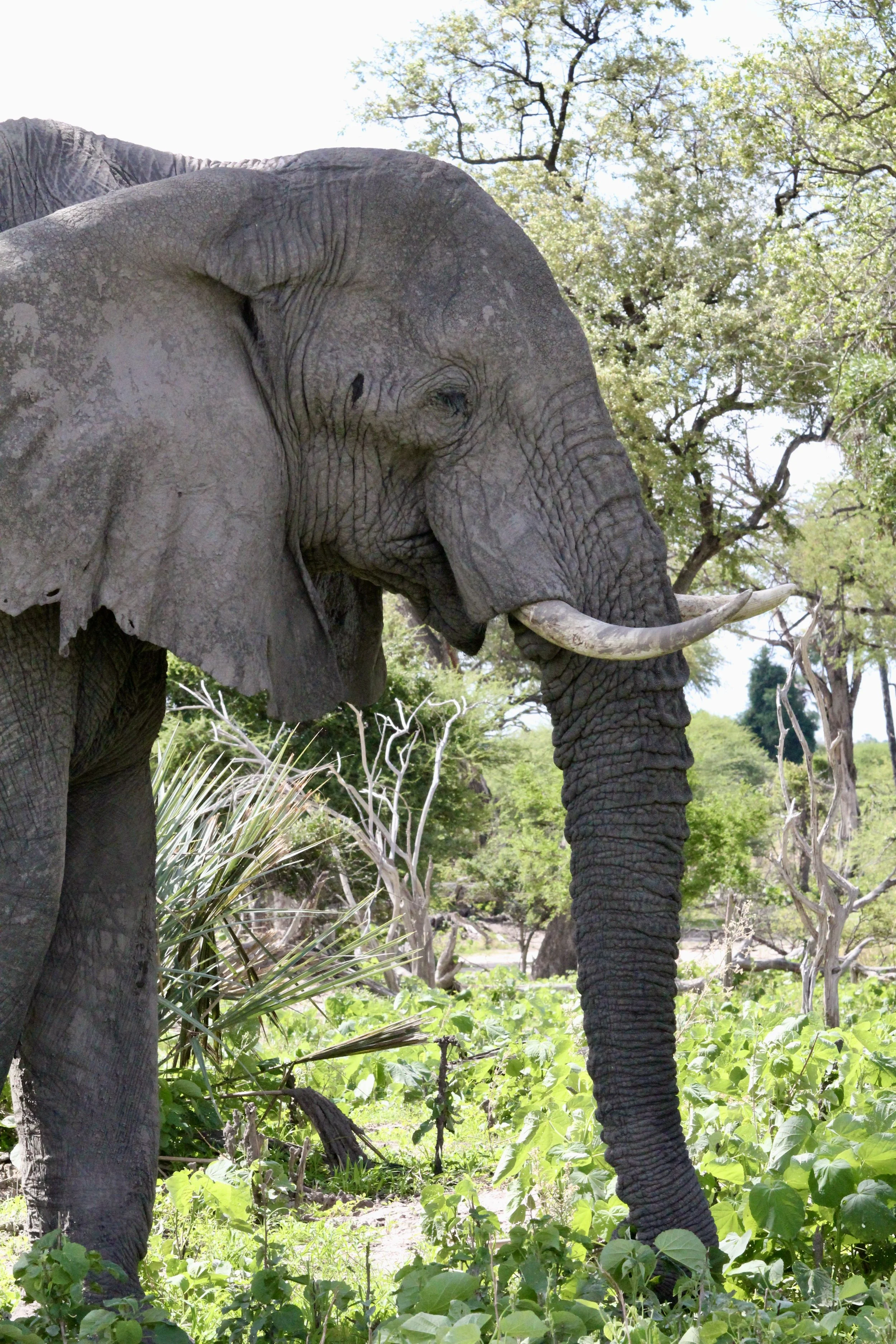 Trunk