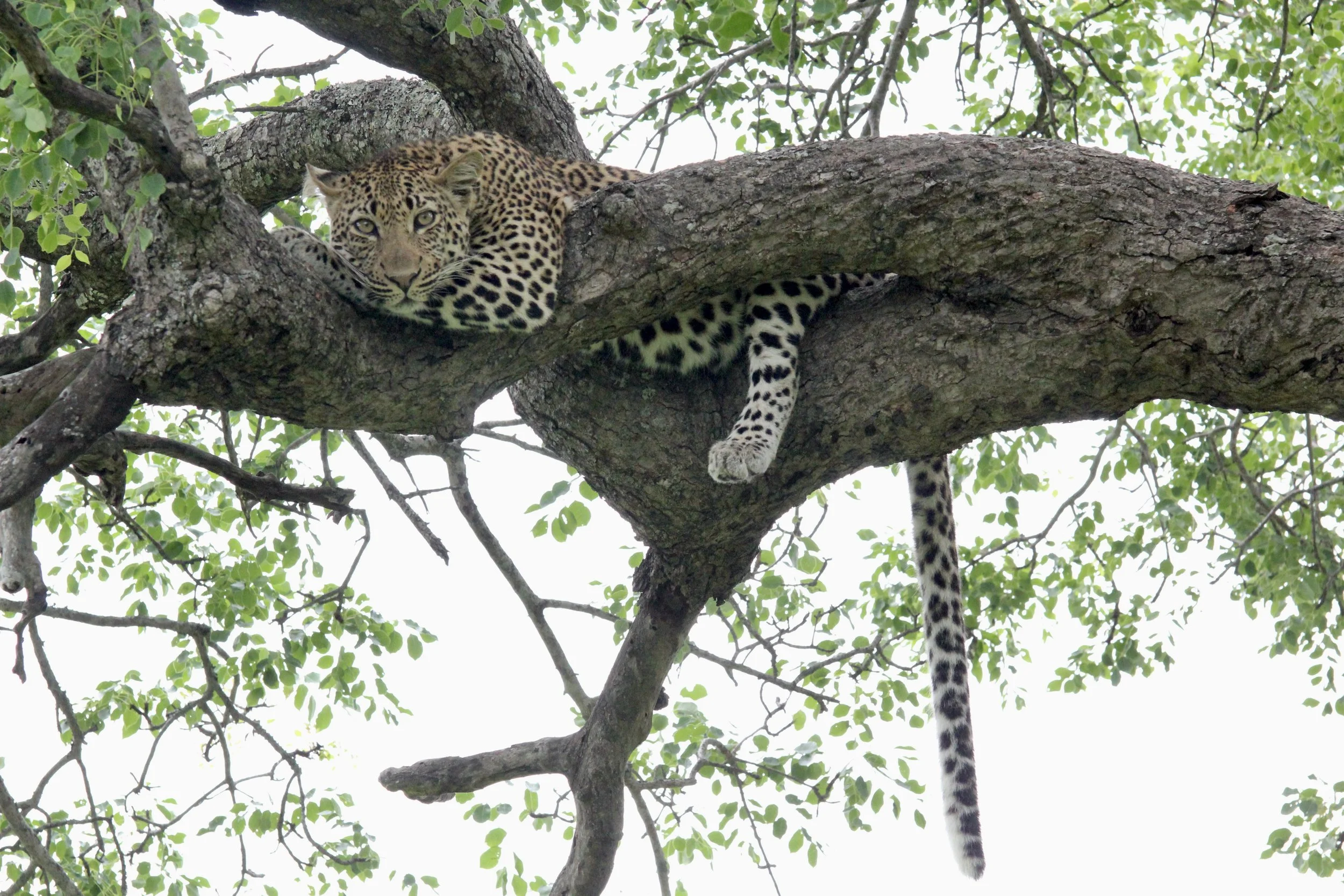 Just Lounging