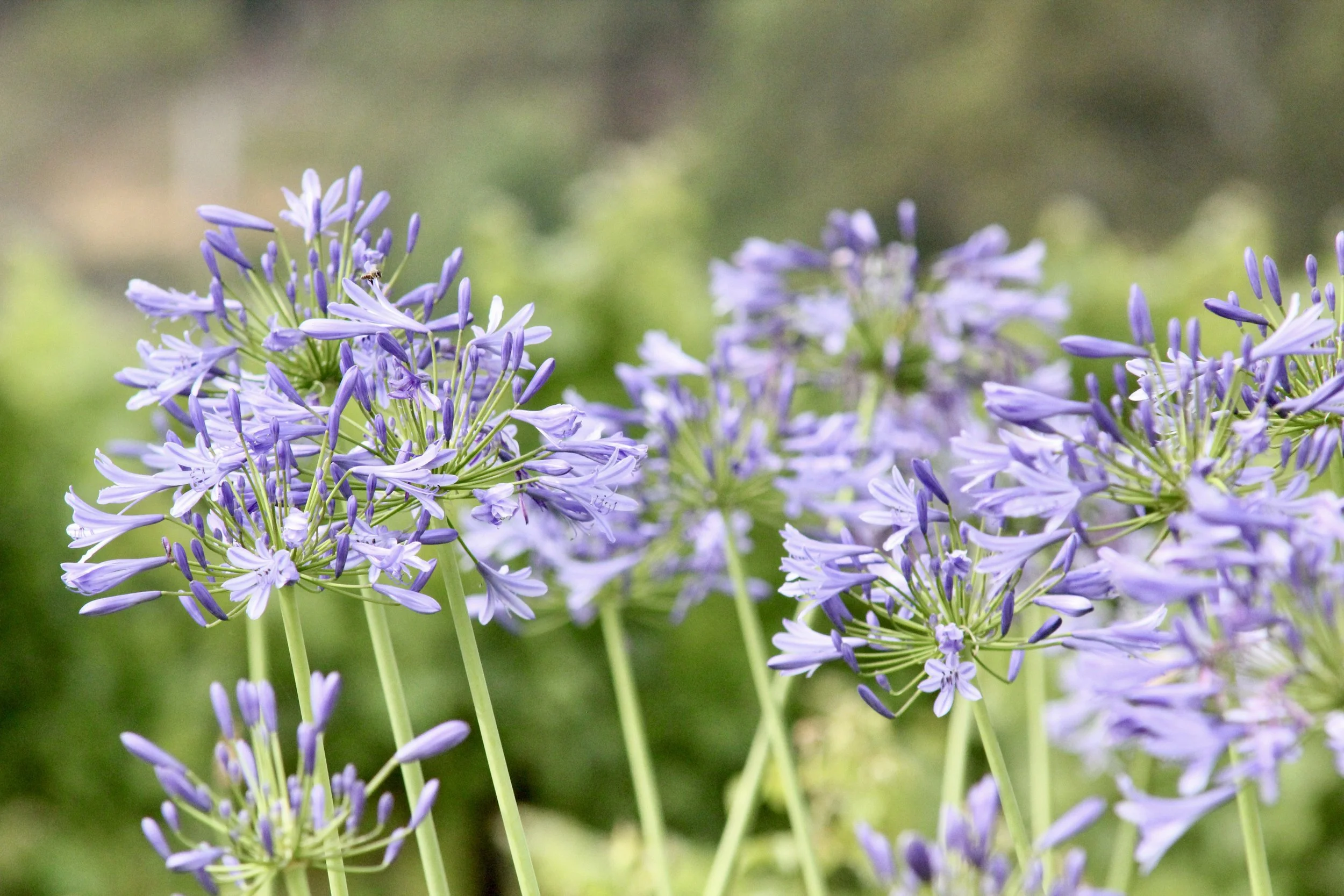 African Lily