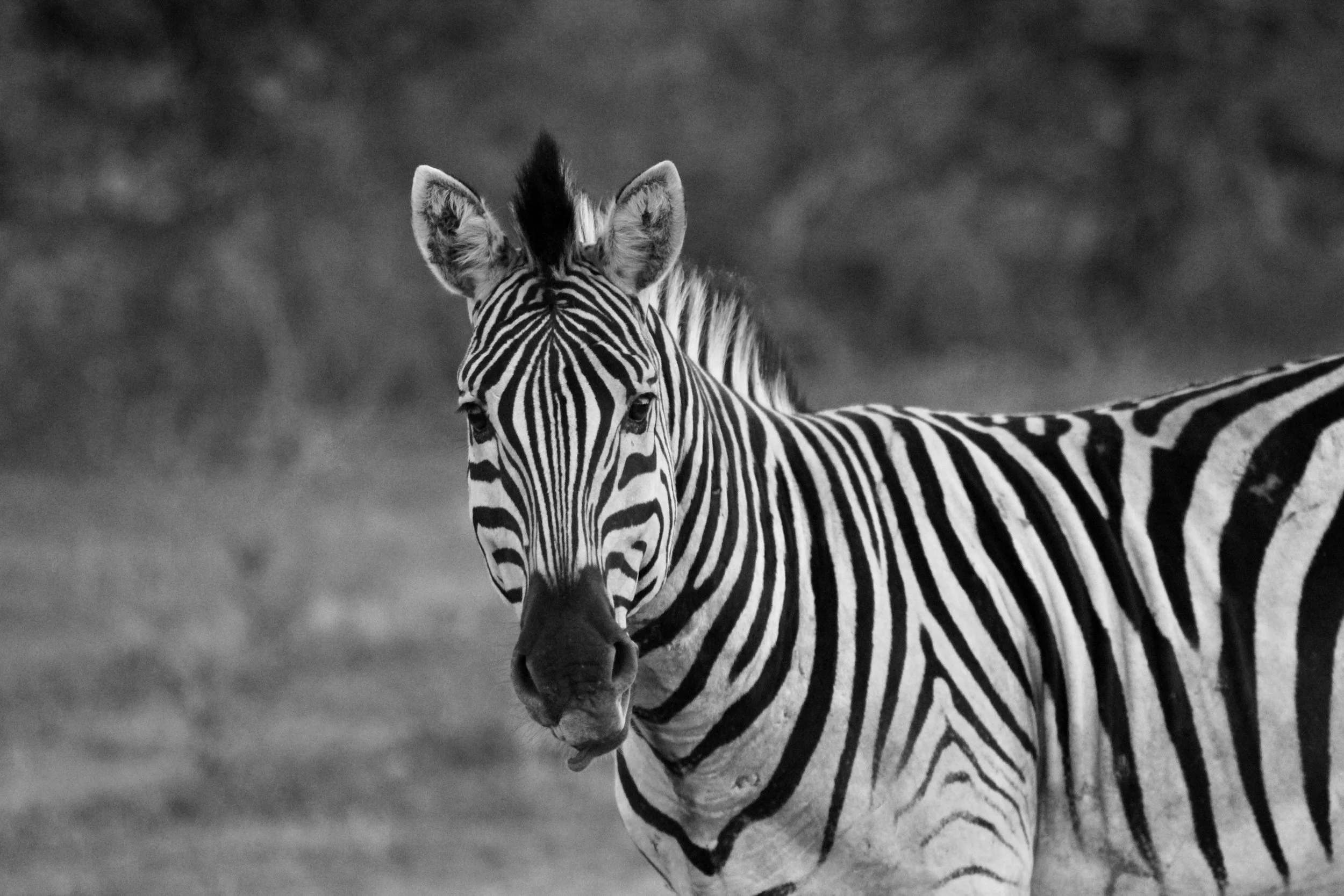 Black & White