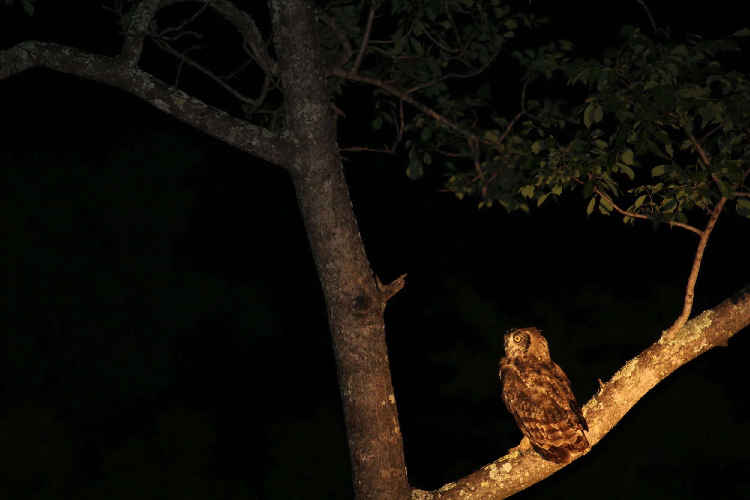 Night Vision