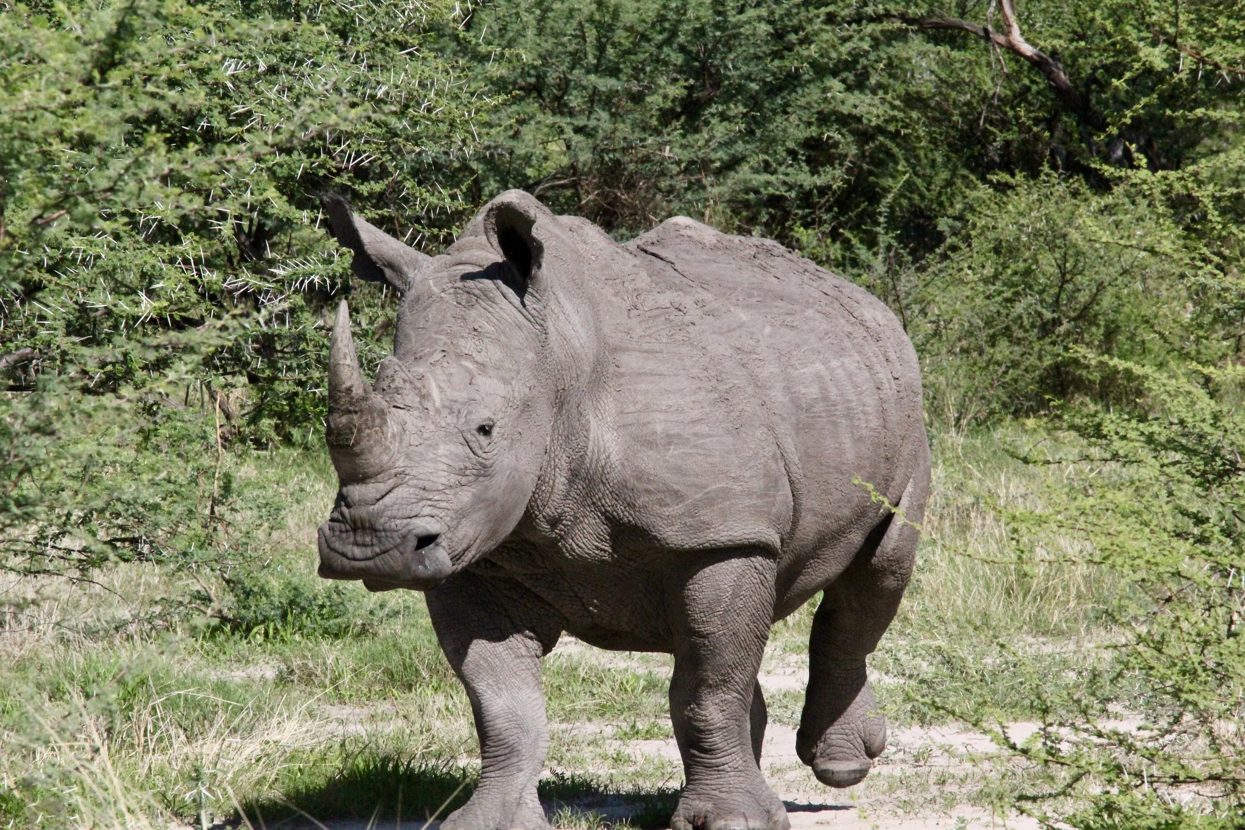 White Rhino