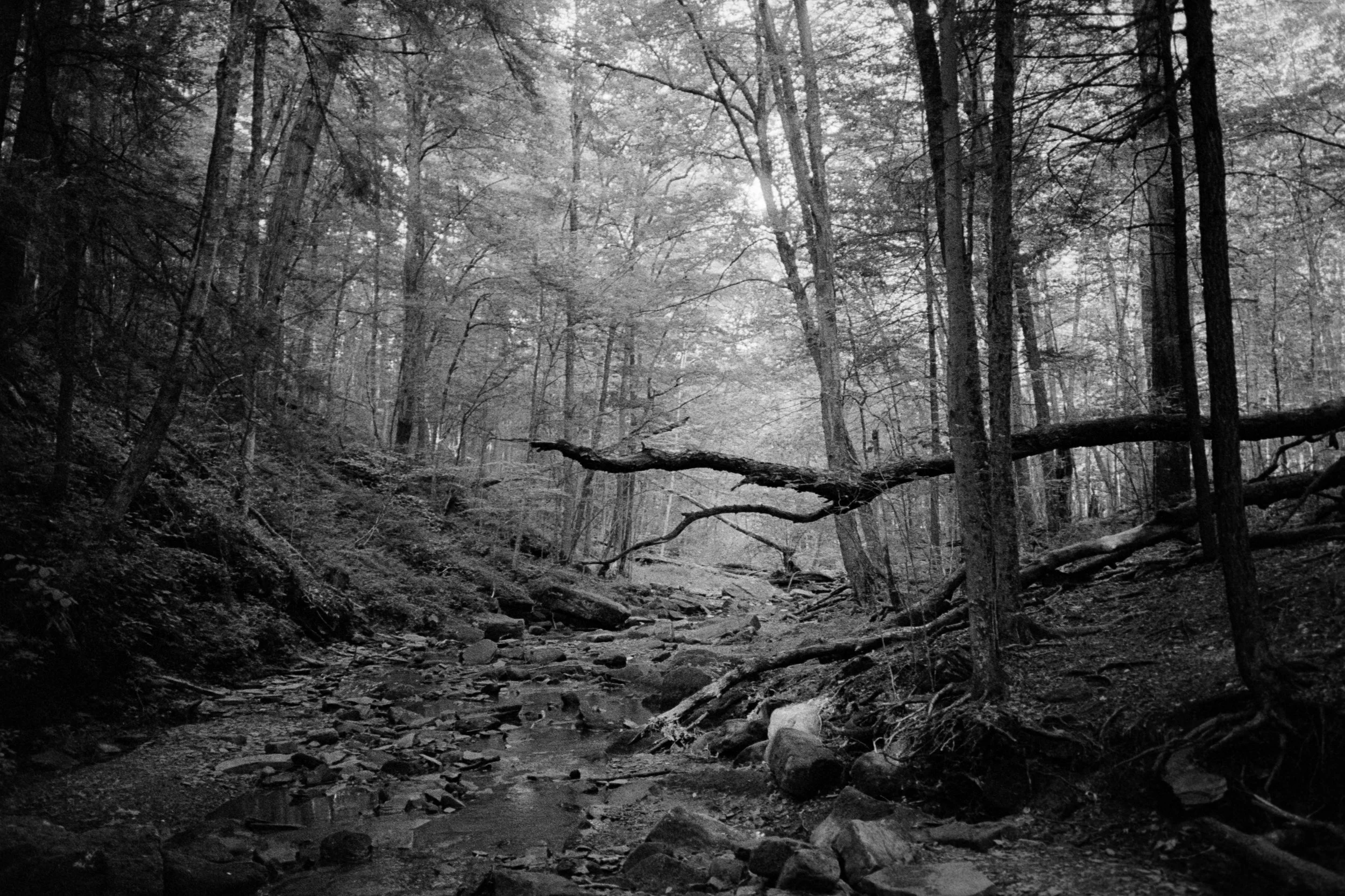 Black and white photo of a dense forest with tall trees, fallen branches, and a small creek running through the middle.