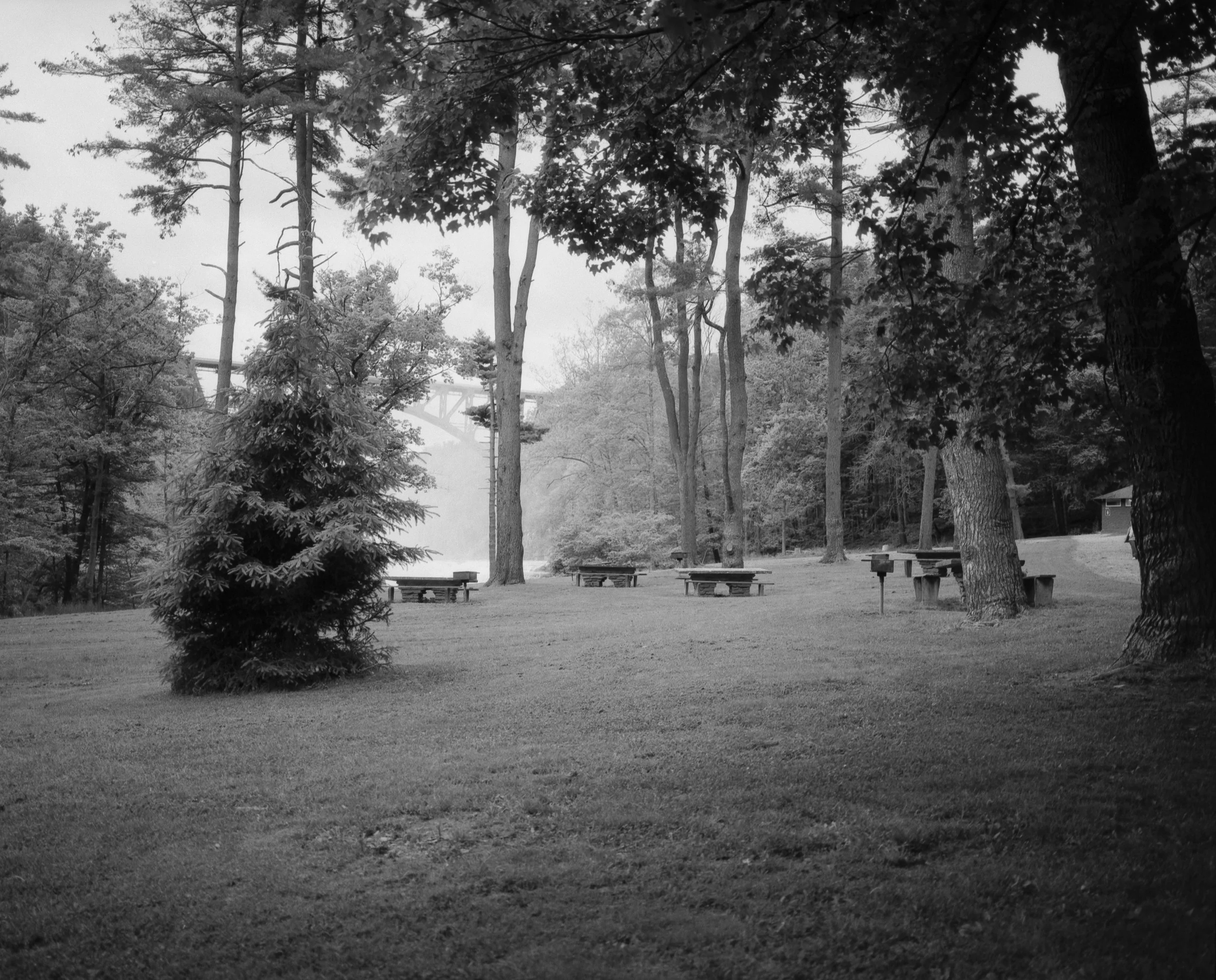 A peaceful park scene with tall trees, a small bush in the foreground, several benches, and a pathway. There is a bridge visible in the background between the trees.