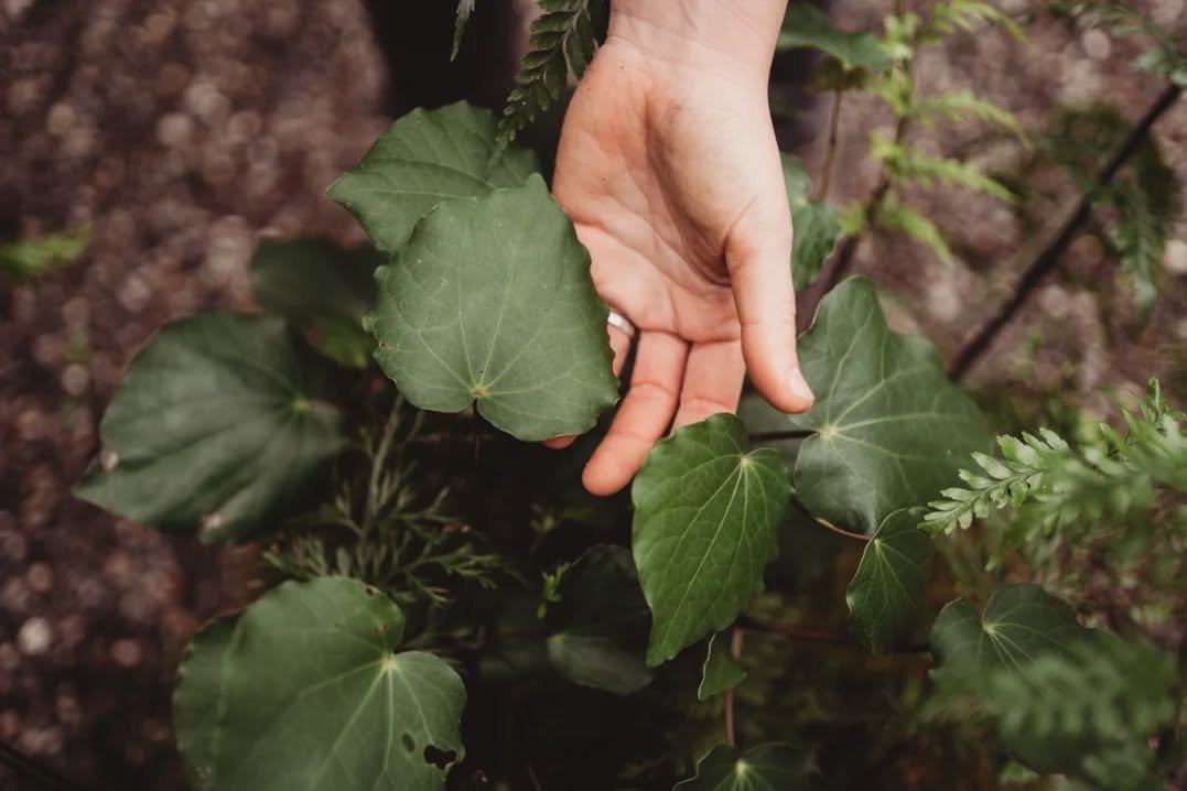 Kawakawa - Heart shaped leaves full of natural healing properties 💚

#kawakawa #rongoā #nativeplants