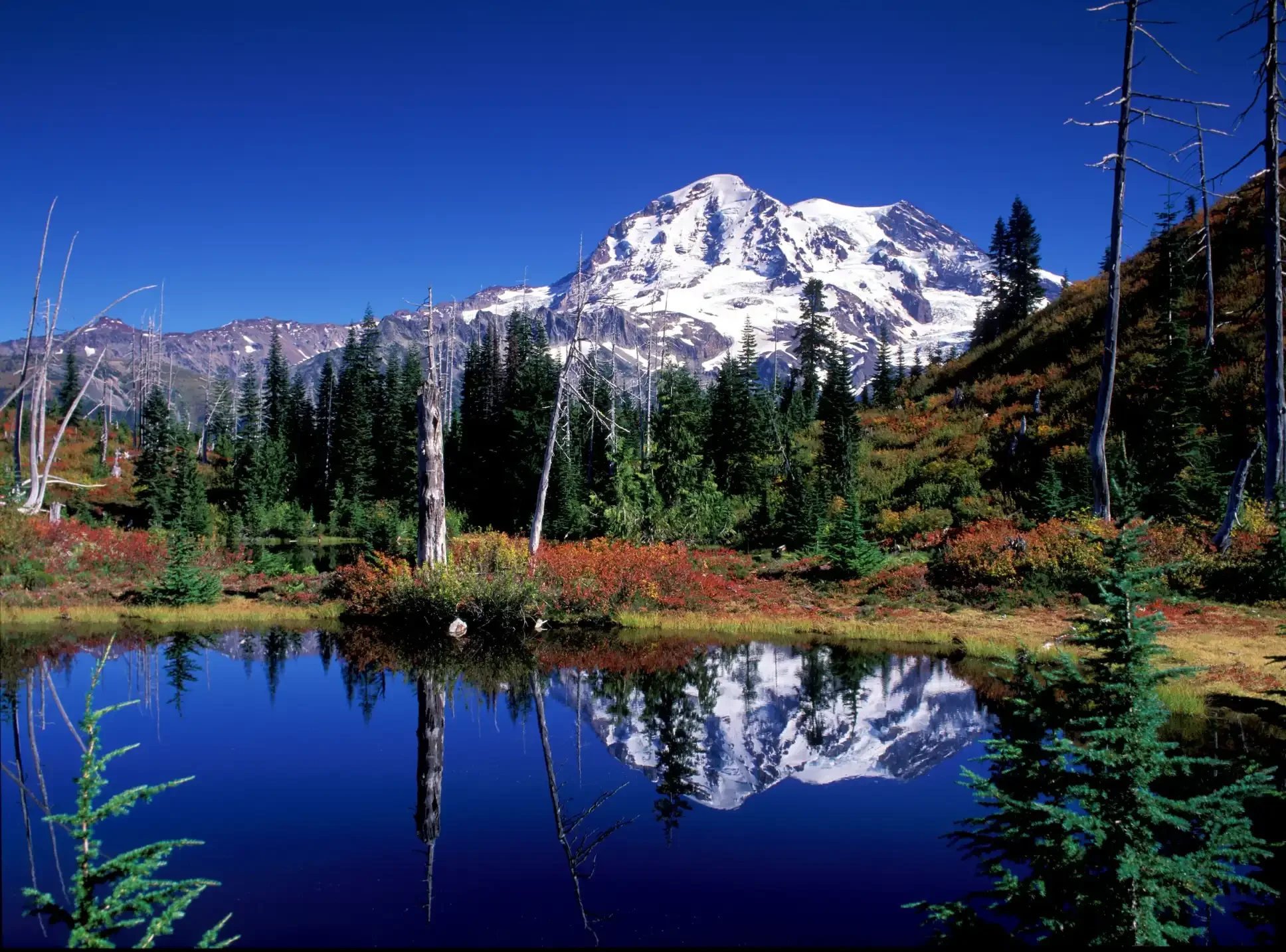 all foliage reflected in Reflection Lakes near Paradise at Mt. Rainier