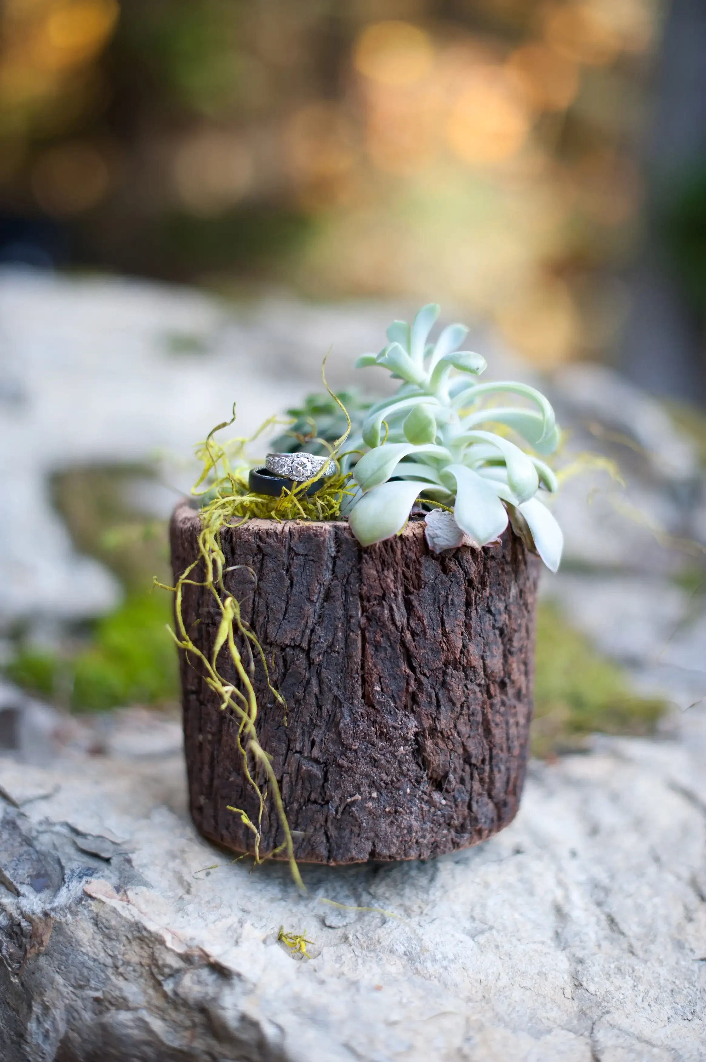 Wedding rings nestled among succulents and moss in a weathered log stump at an intimate forest ceremony near Mount Rainier in Ashford, Washington