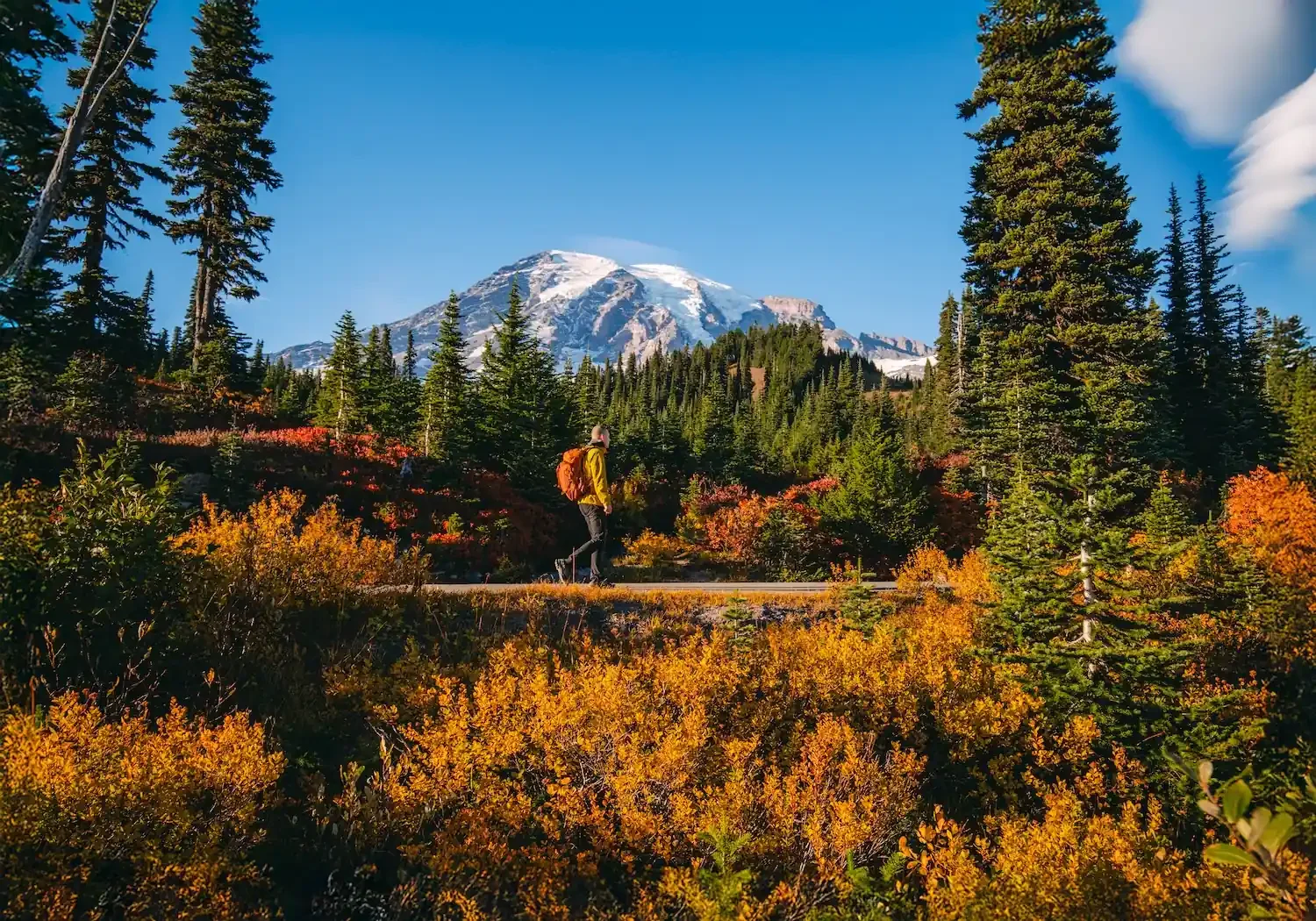 Hiker surrounded by fall foliage near Mount Rainier with snow-capped peak in the distance — autumn on the Nisqually corridor