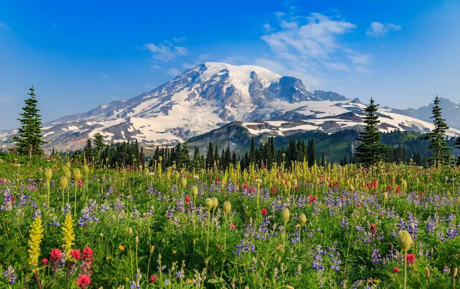 Wildflower meadow at Paradise with lupine and paintbrush below Mount Rainier — peak summer bloom near Fjellsangin cabin