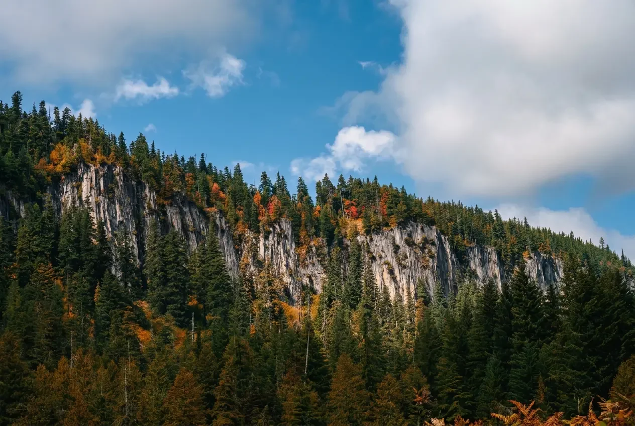 Forested Rampart Ridge Loop trail near Longmire with fall color, Mt. Rainier