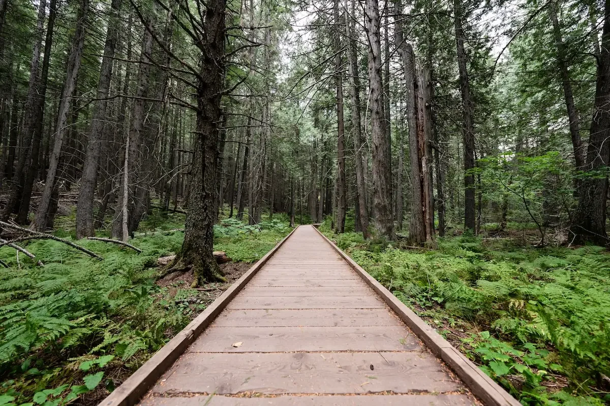 Wooden boardwalk trail through old-growth forest on the Trail of the Shadows loop near Longmire, Mount Rainier