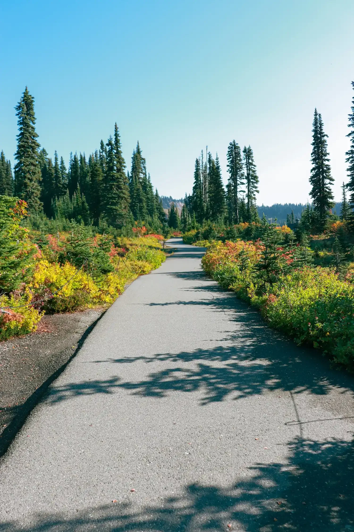 Subalpine meadow on the Nisqually Vista Loop at Paradise with Nisqually Glacier and Mount Rainier beyond