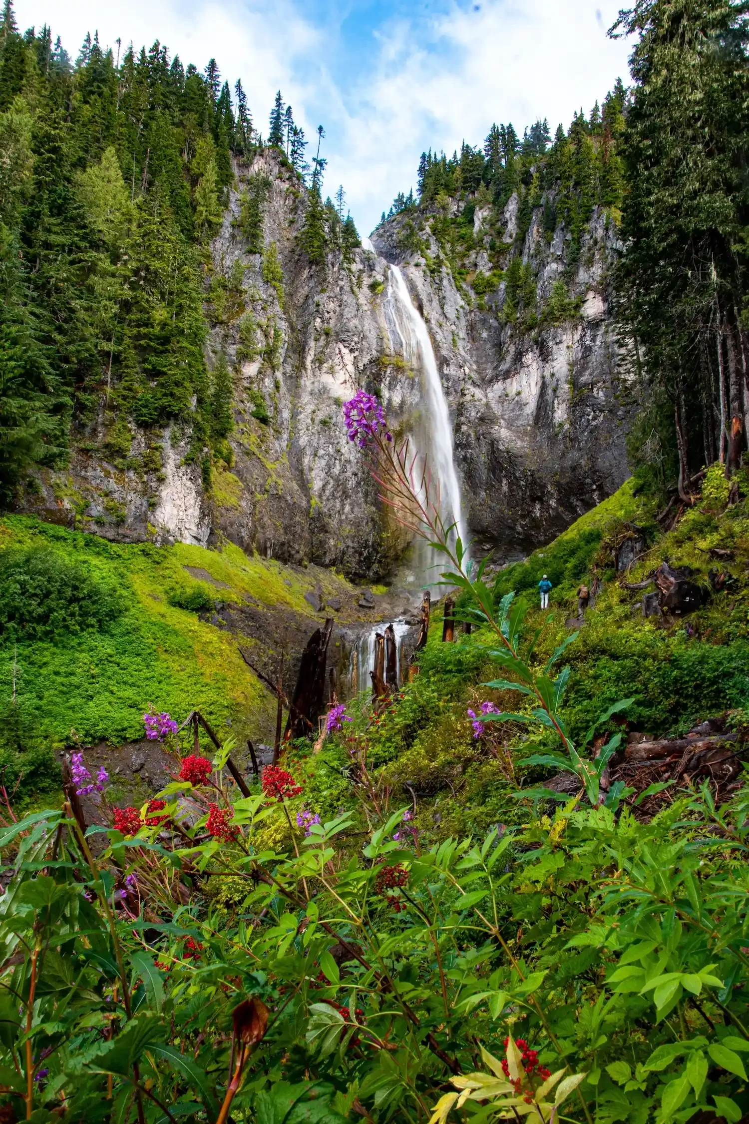 Comet Falls cascading down a steep cliff face surrounded by wildflowers on the Nisqually side of Mount Rainier