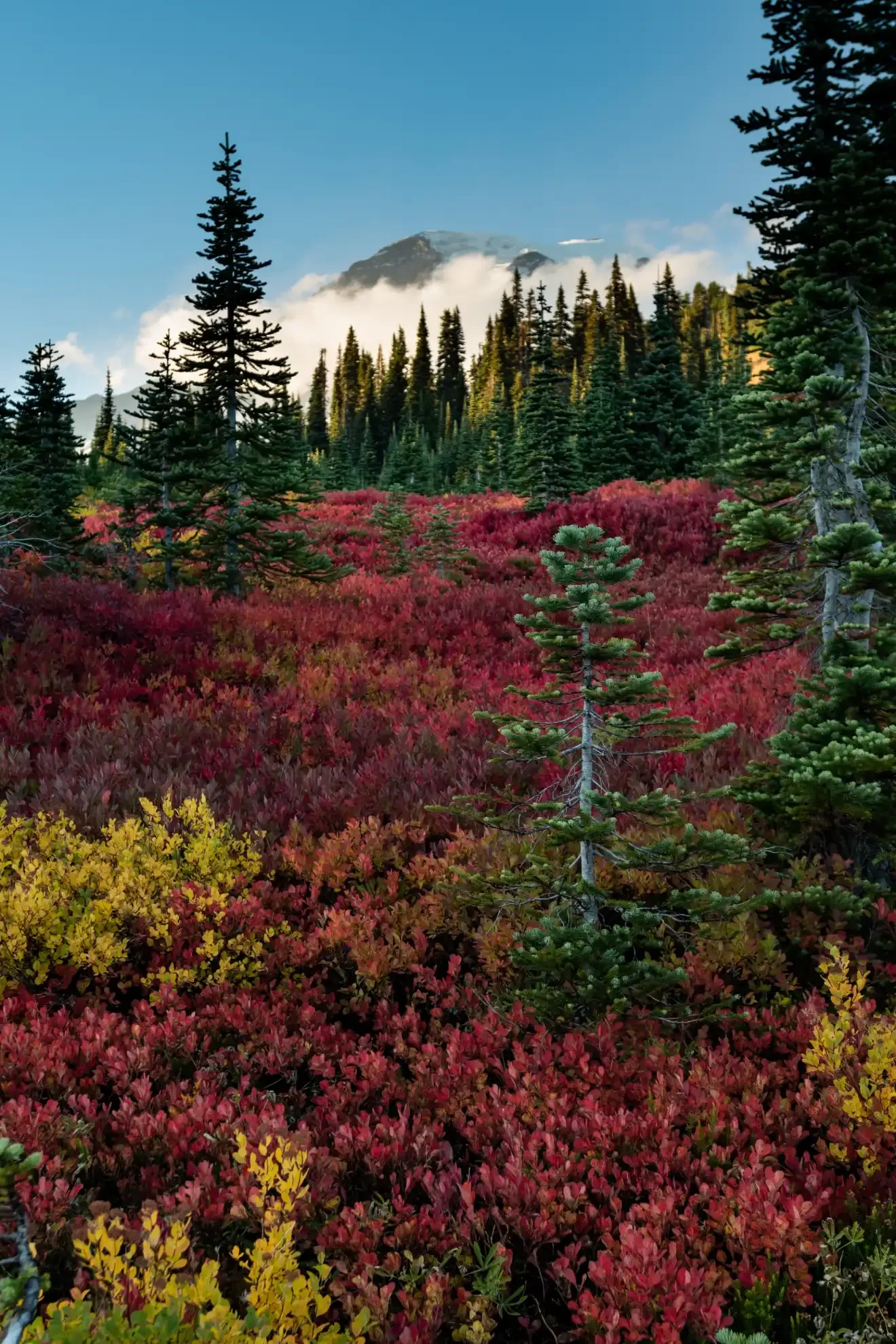 Fall Color Hikes Near Mount Rainier's Nisqually Entrance