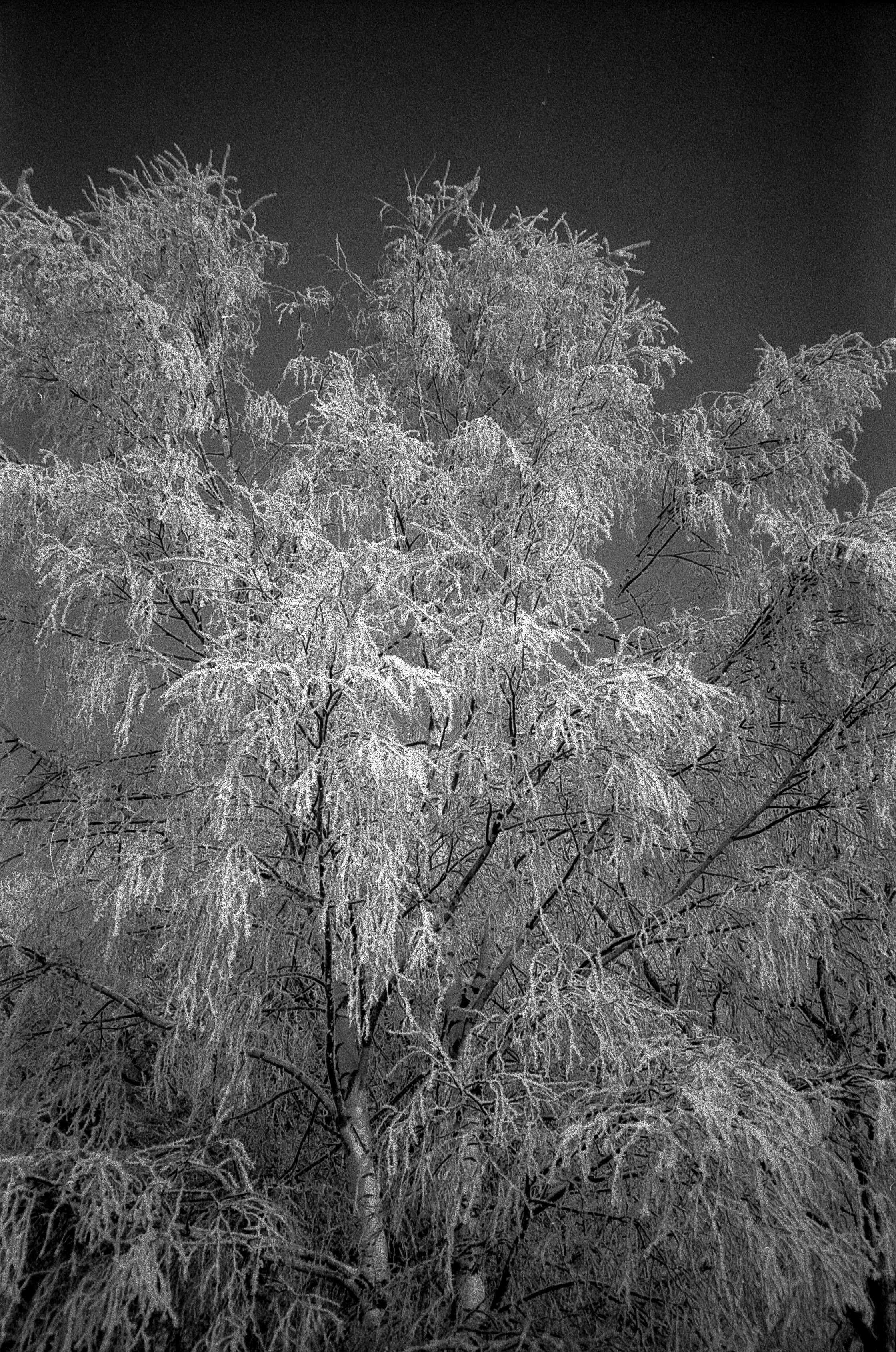 "The Day Grandma Dies" was shot on December 18, 2022, a couple of hours before my grandmother's passing. All photos were taken with an old camera of hers.