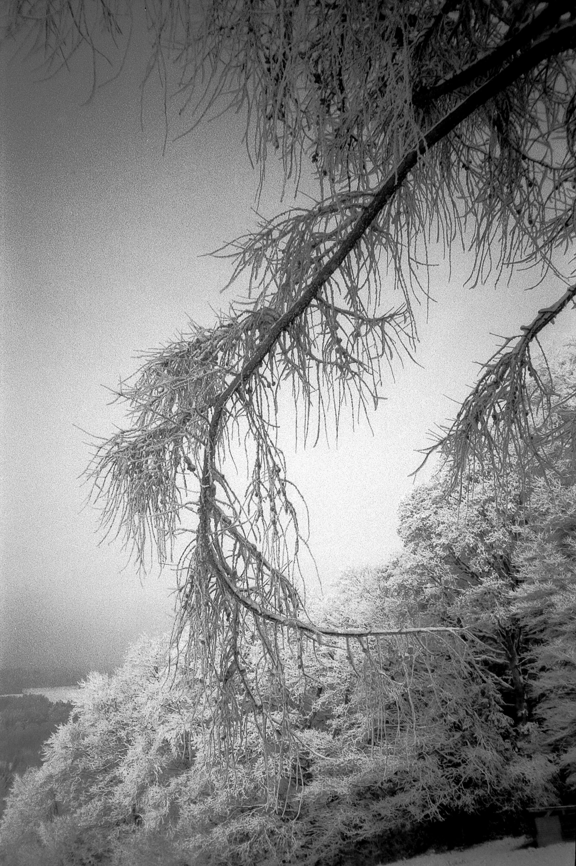 "The Day Grandma Dies" was shot on December 18, 2022, a couple of hours before my grandmother's passing. All photos were taken with an old camera of hers.