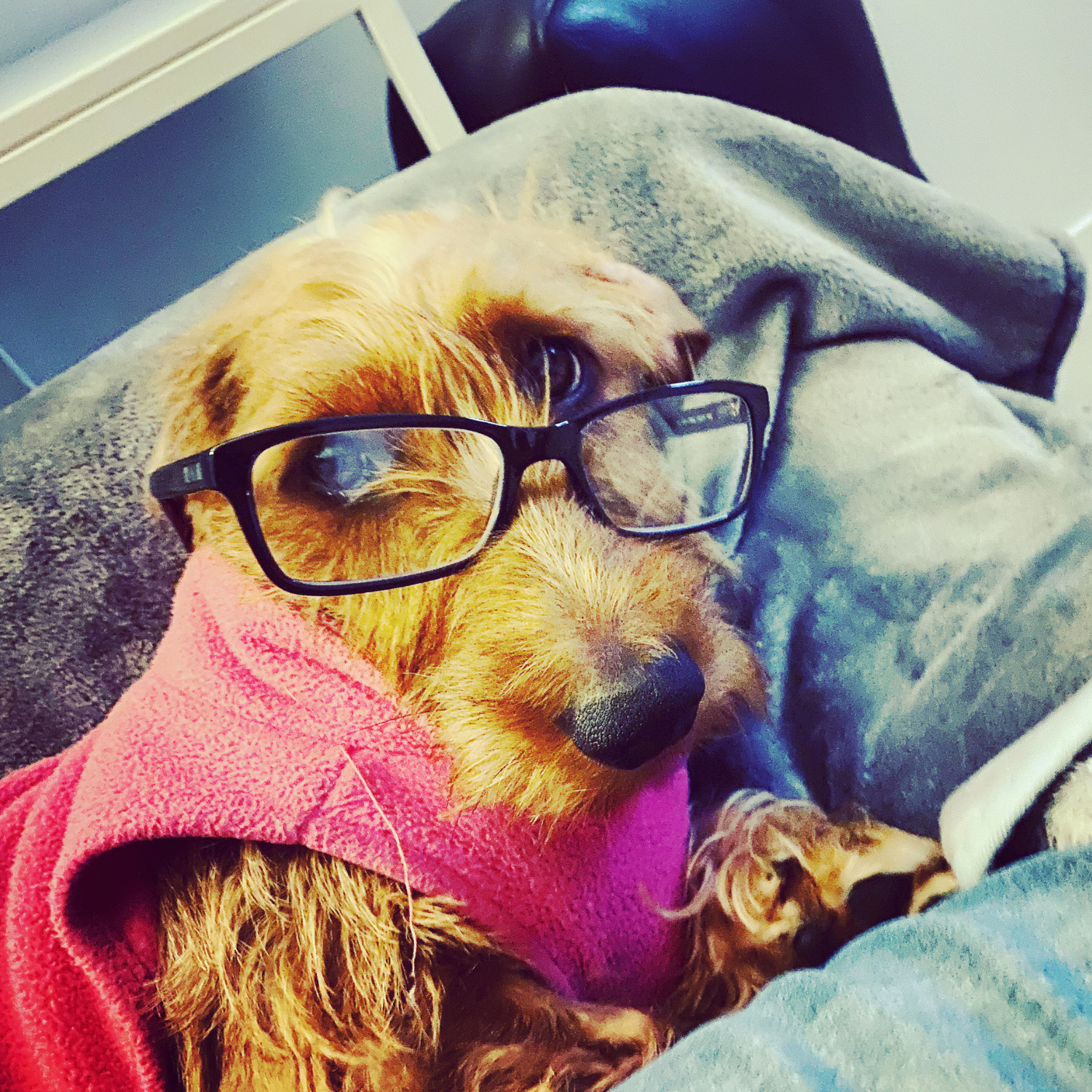 Teddy the dog wearing glasses and acting as Quality Control Supervisor for Cloud23 Design on the Central Coast.