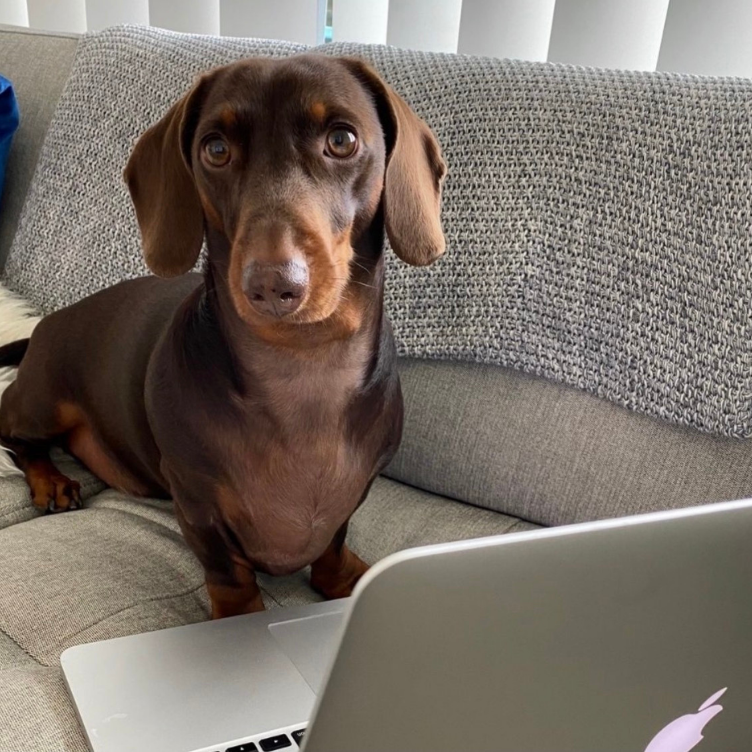 Stanley the miniature dachshund sitting on a grey sofa behind a laptop, acting as Details Supervisor for Cloud23 Design.