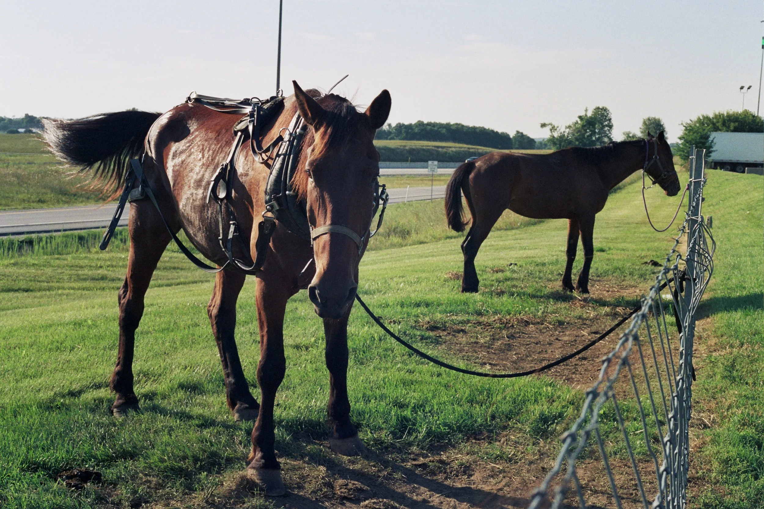 Amish-owned horses Whiskey and Sierra - Sonora, KY