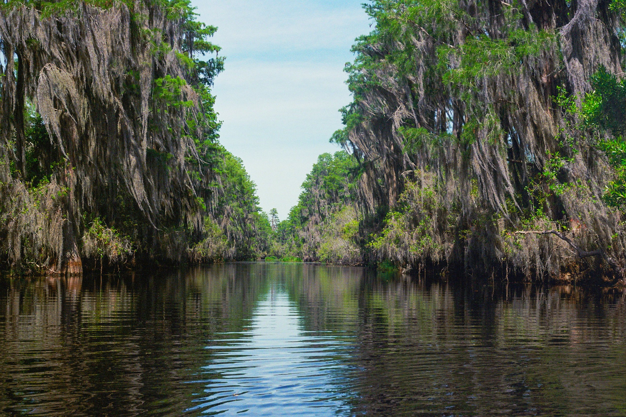 Cypress trees in the Wetlands of Okefenokee