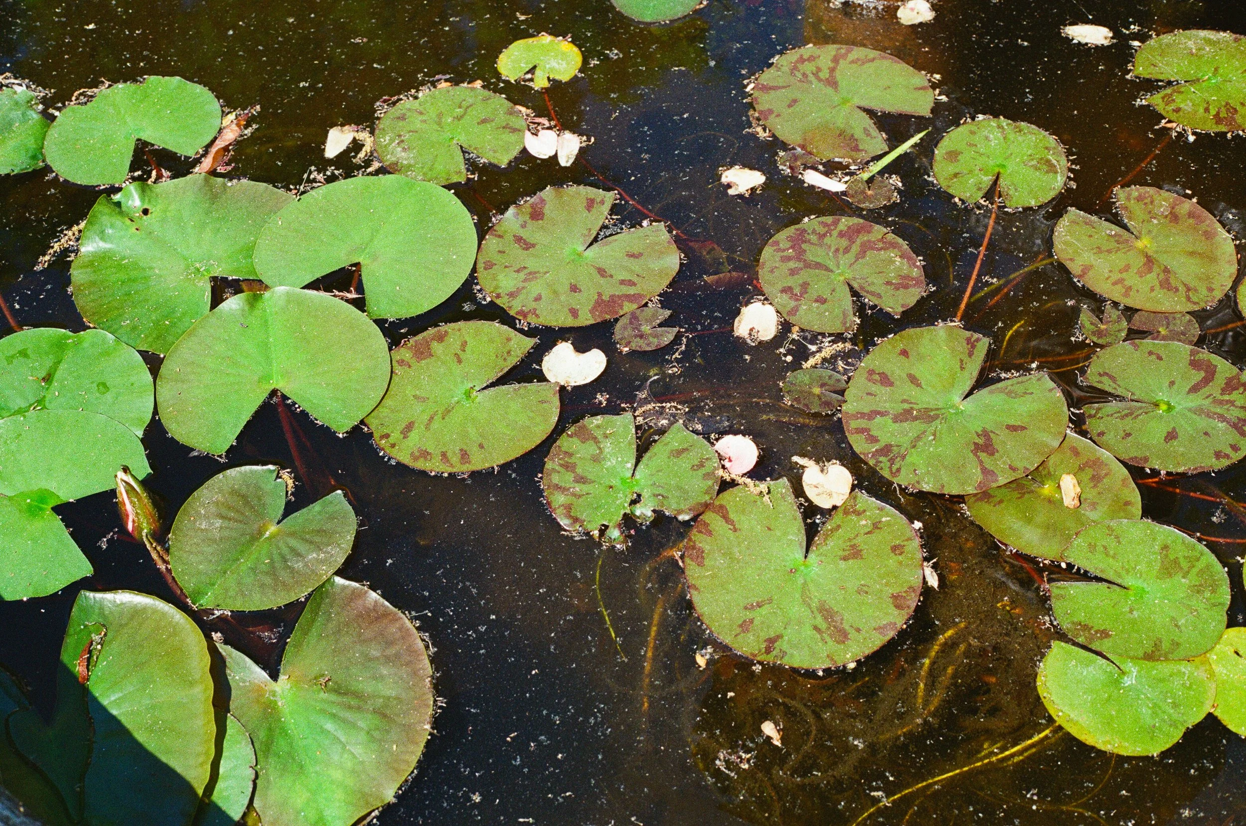 Water lilies in a fountain pond - Oakland Cemetery, Atlanta GA
