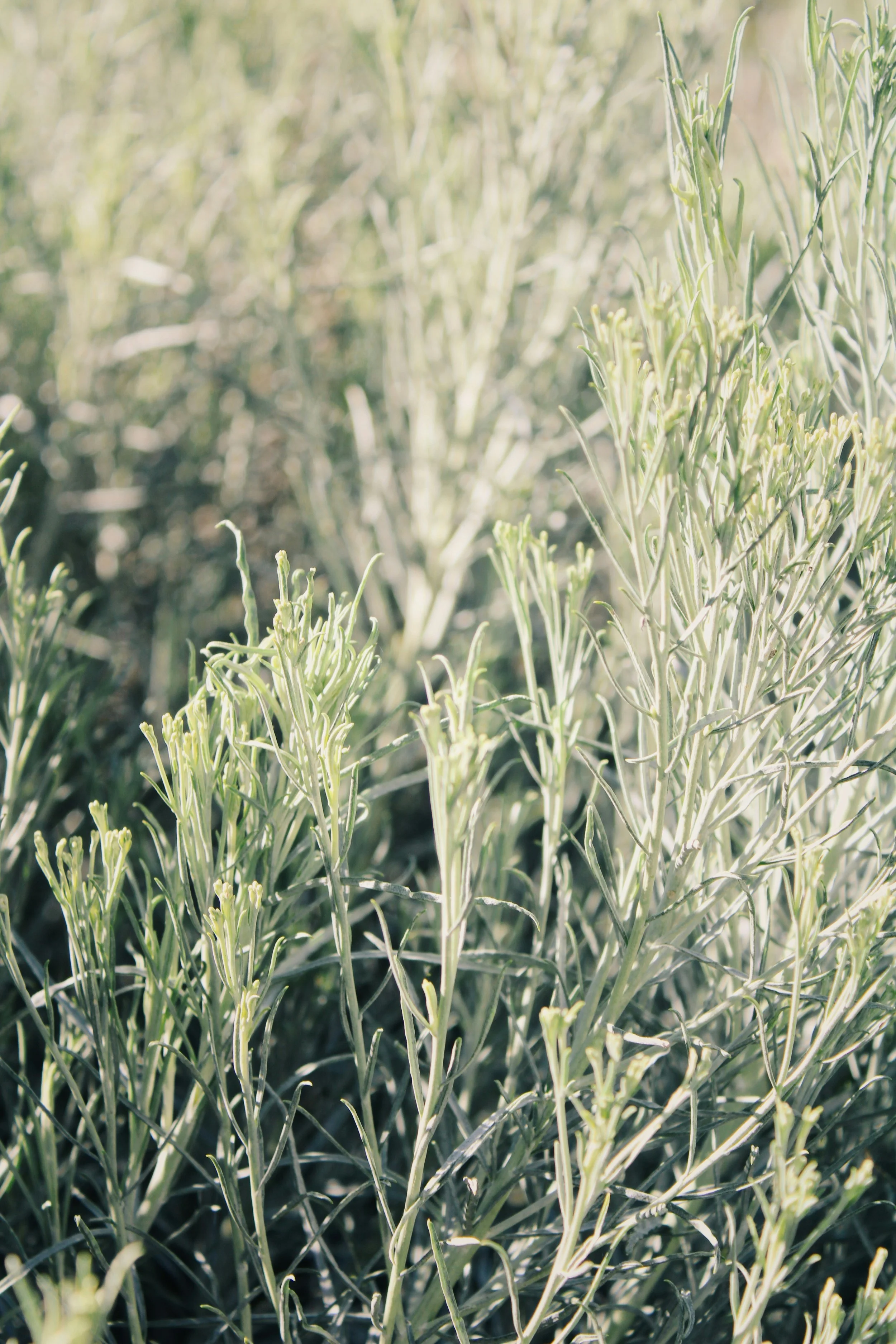 Close-up of green herbaceous plants with thin, elongated, slightly curved leaves