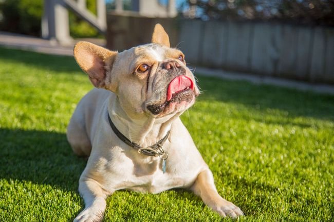 4 Reasons Synthetic Lawn Installation in Goleta Is a Must