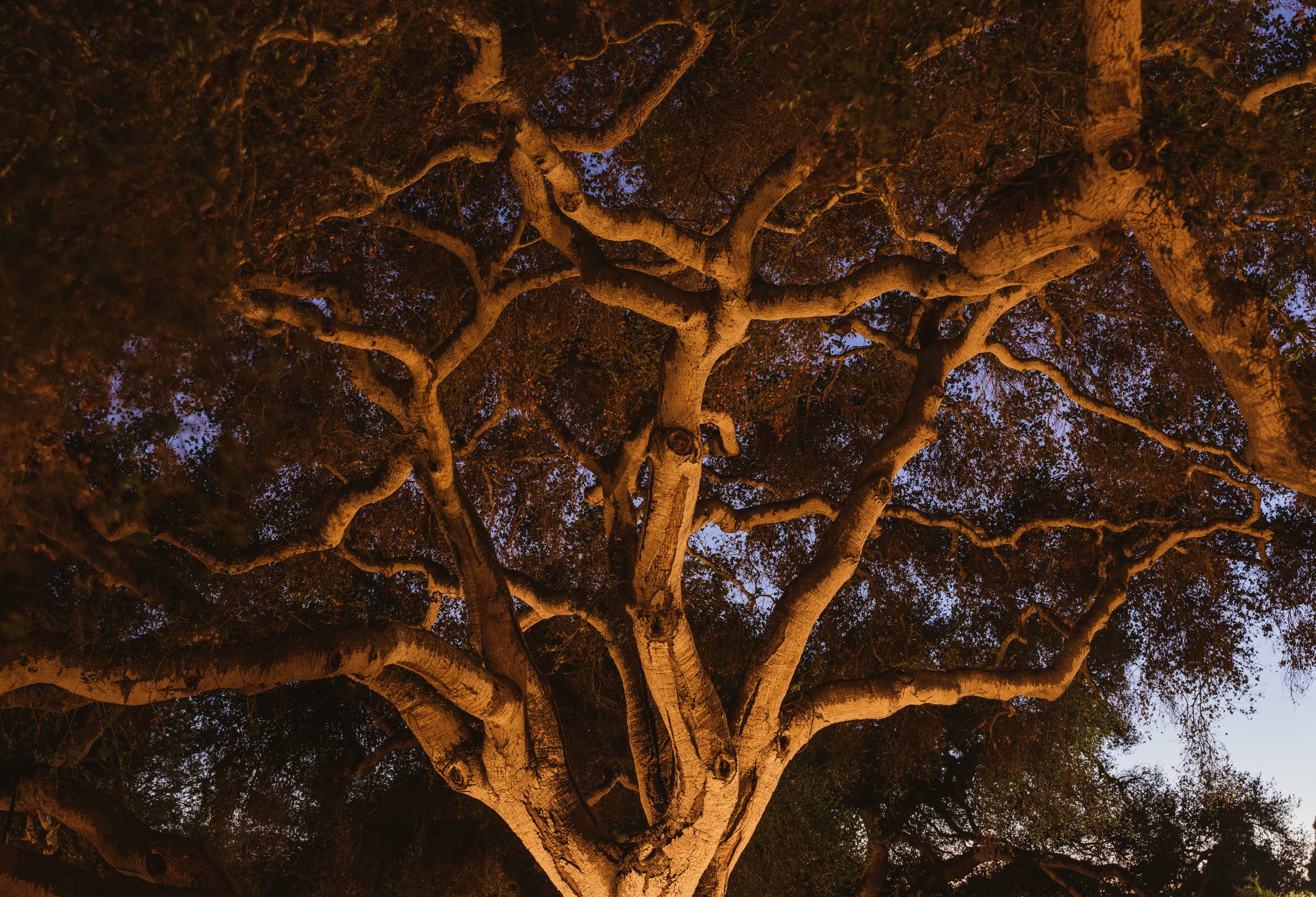 Manifest Building - Santa Barbara - Montecito Entry - Landscape Design - Lighting Design
