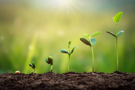 The Seeds You Plant Now