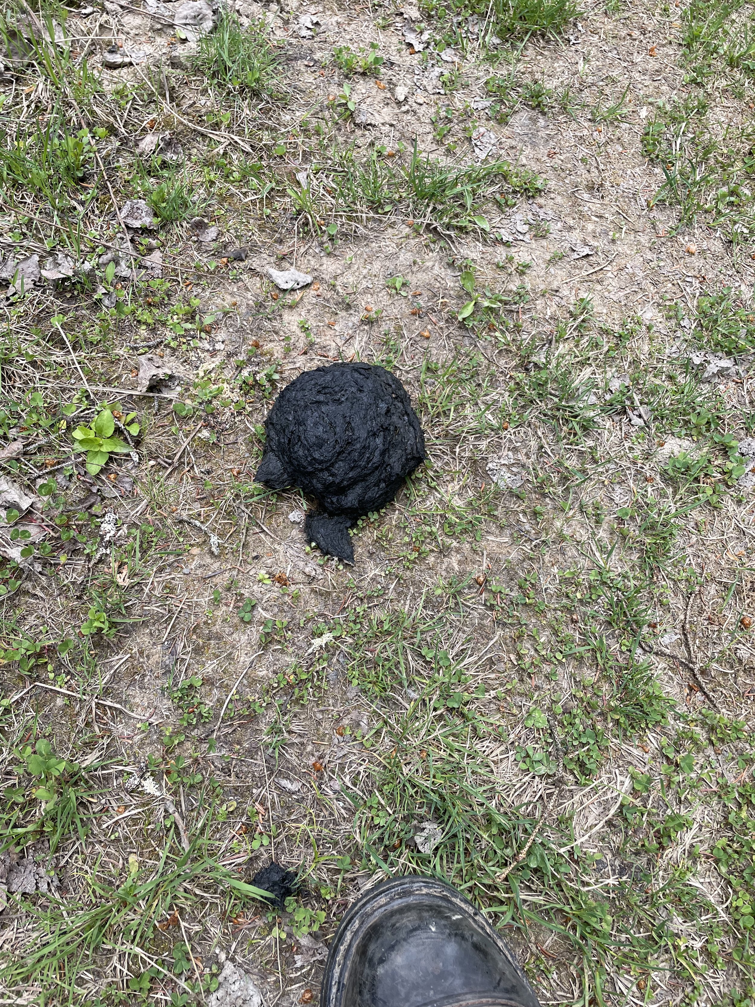 Excrément d'ours noir sur le sol avec herbes et terre.
