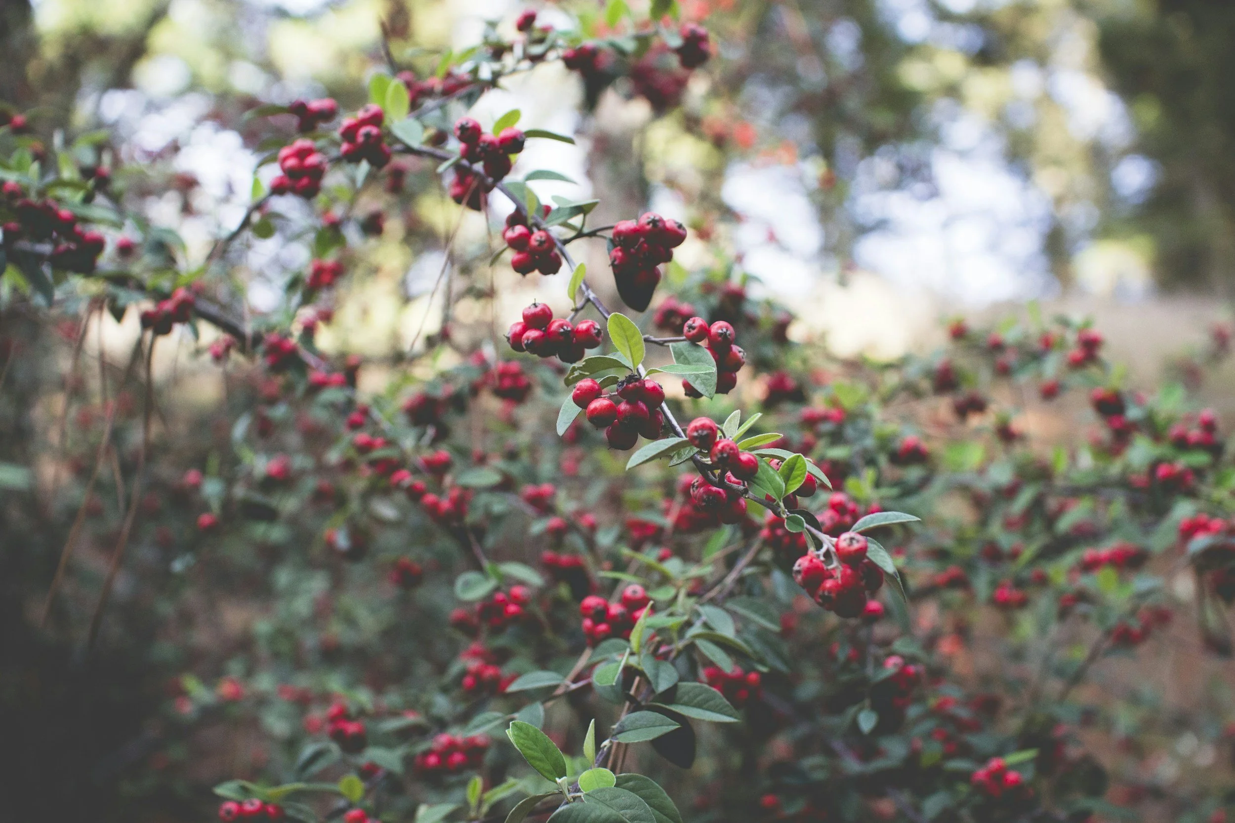 Nursery Open Hours