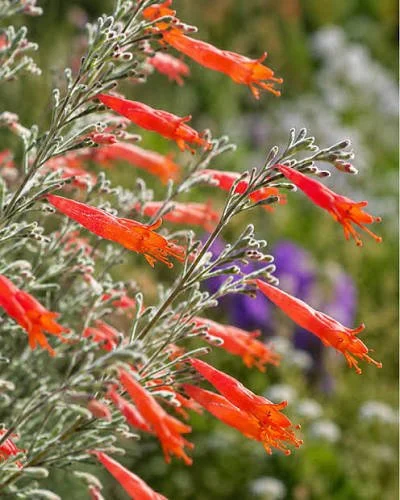 Nursery Open Hours