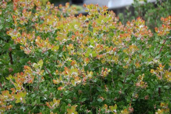 Nursery Open Hours
