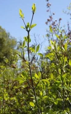 Nursery Open Hours