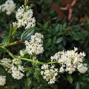Nursery Open Hours