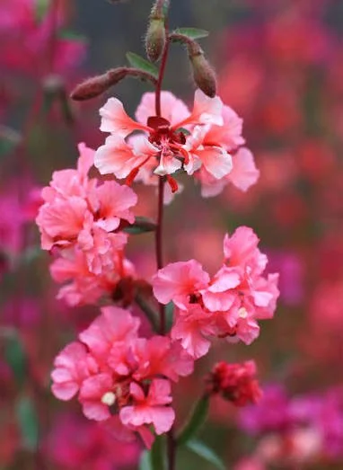 Nursery Open Hours