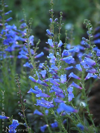 Nursery Open Hours