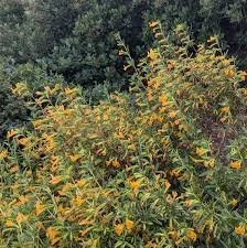 Nursery Open Hours