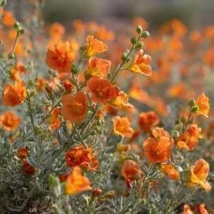 Nursery Open Hours