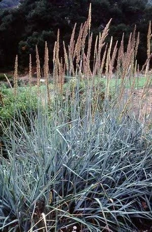 Nursery Open Hours