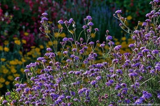 Nursery Open Hours
