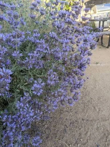 Nursery Open Hours